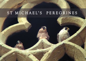 Peregrine Trefoil title