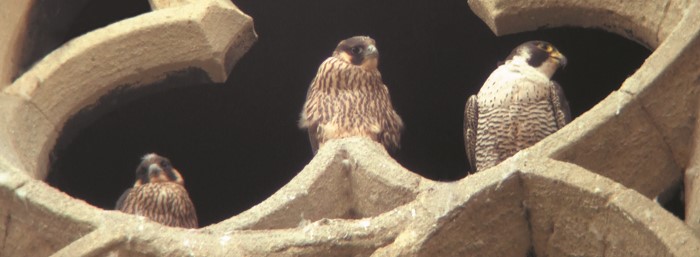 Peregrine Chicks