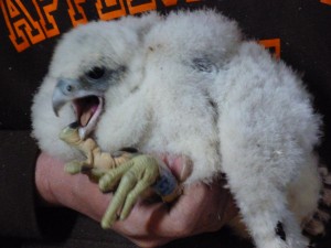 Peregrine chick FX at 3 weeks, May 2013