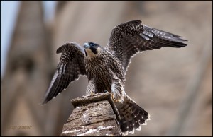 2.-St-M-Peregrine