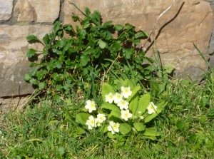 Primrose Wall