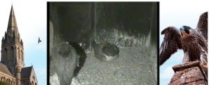 Unusual to see both adults sleeping in the nest box at night during incubation.