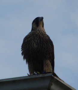 PM fledged